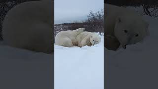 Polar Bears Snuggle Up for an Up-Close Adorable Moment