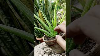 Healthy Aloe Vera Secrets #shorts #aloevera #growthhacks