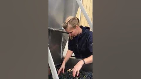 syrah grapes on conveyor