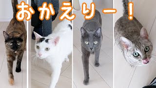 珍しく猫4匹がお出迎えしてくれて幸せすぎた…！