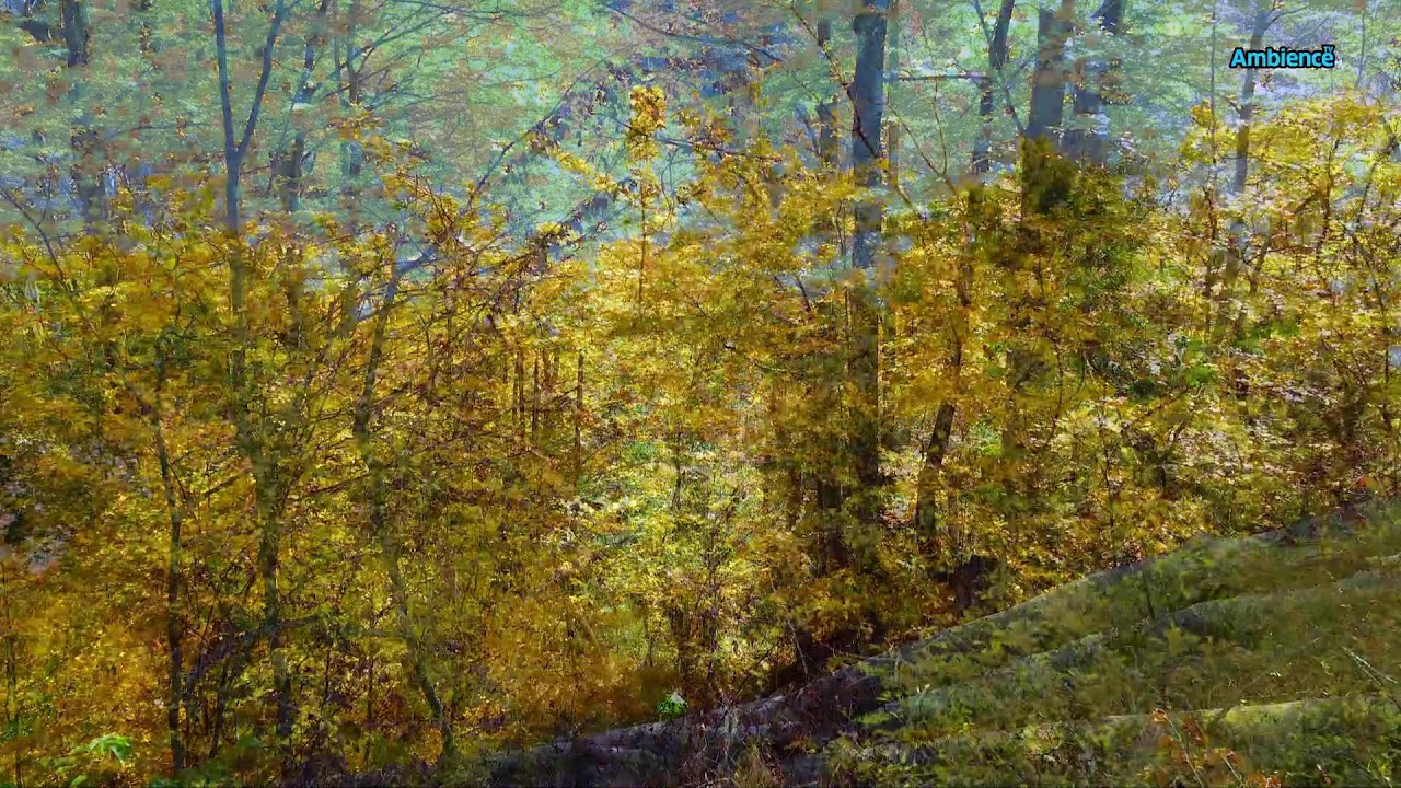 In Harmony with Pure Nature: Contemplation for Consciousness and the Soul FHD 24/7