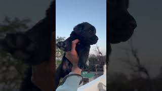 Rare black golden retriever
