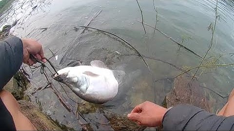 CÂU CÁ THÁC LÁC CƯỜM | CÁ NÀNG HAI | THỦY ĐIỆN SÔNG TRANH