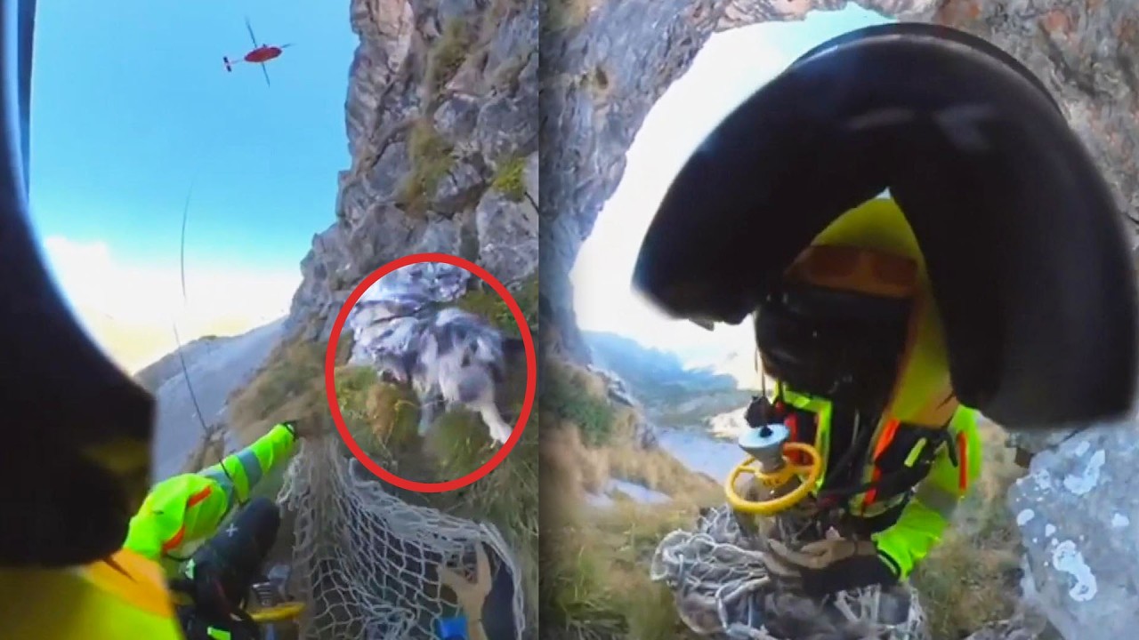 Firefighters Save Dog From High Ledge In Italy's Alps