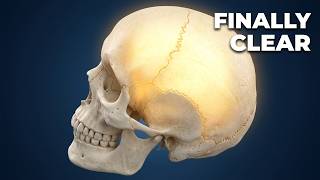 Human Skull Anatomy: Everything You Need to Know