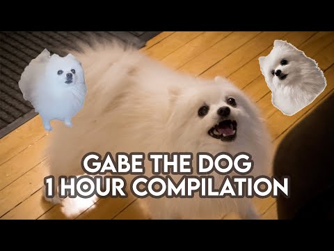 Gabe The Dog Compilation | 10 HOURS OF BEST VIDEOS