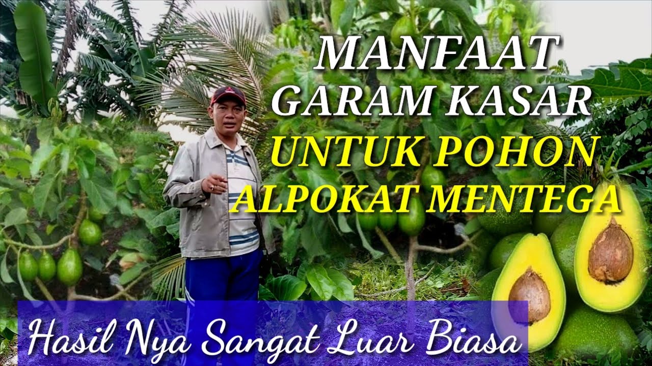 MANFAAT GARAM KASAR | UNTUK POHON ALPOKAT MENTEGA -RIZAL DURPAY
