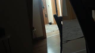 Kedim Için En Güzel Oyun Saati Köleleri Gece Uyuduğu Andır 🤣🤣