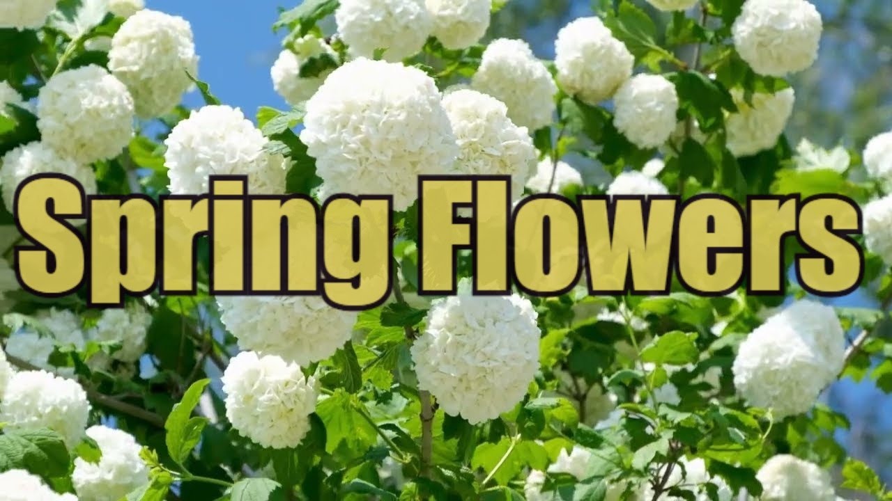 Nature's Symphony: The ASMR of Spring Flowers - YouTube