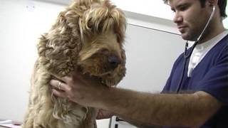 Dr. Balbi TV - Emergencias Veterinarias 20160808
