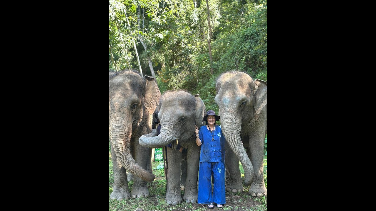 Elephant Camp #Changland #elephantsanctuarychiangmai #chiangmai #thailand #bravoindochinatours