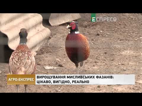Выращивание охотничьих фазанов: интересно, выгодно, реально