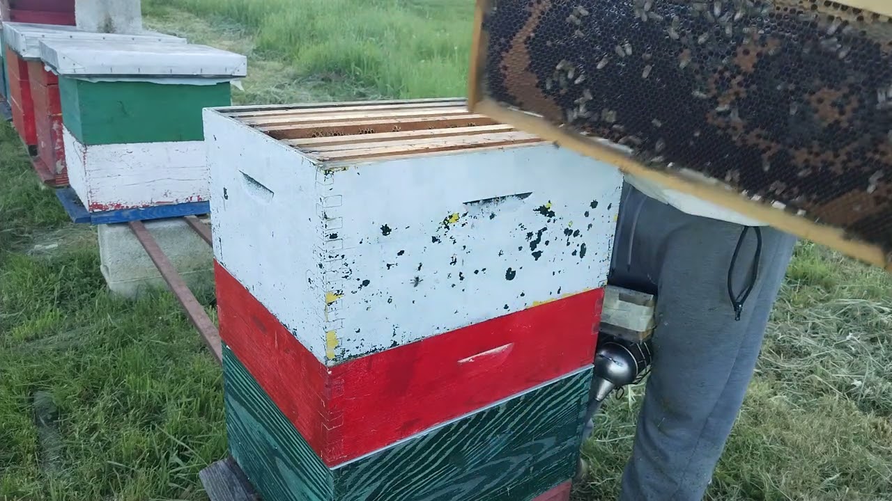 Demaree metoda 2dio.