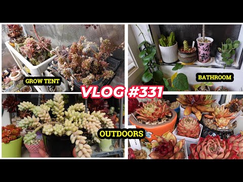 OVERWINTERED SUCCULENTS | VLOG #331 - Growing Succulents with LizK