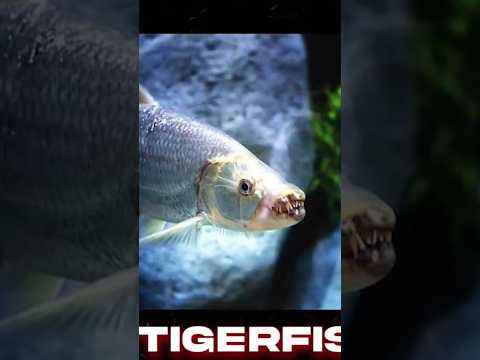 #shorts  Dangerous Fish to eat crocodile @FactTechz  #shorts