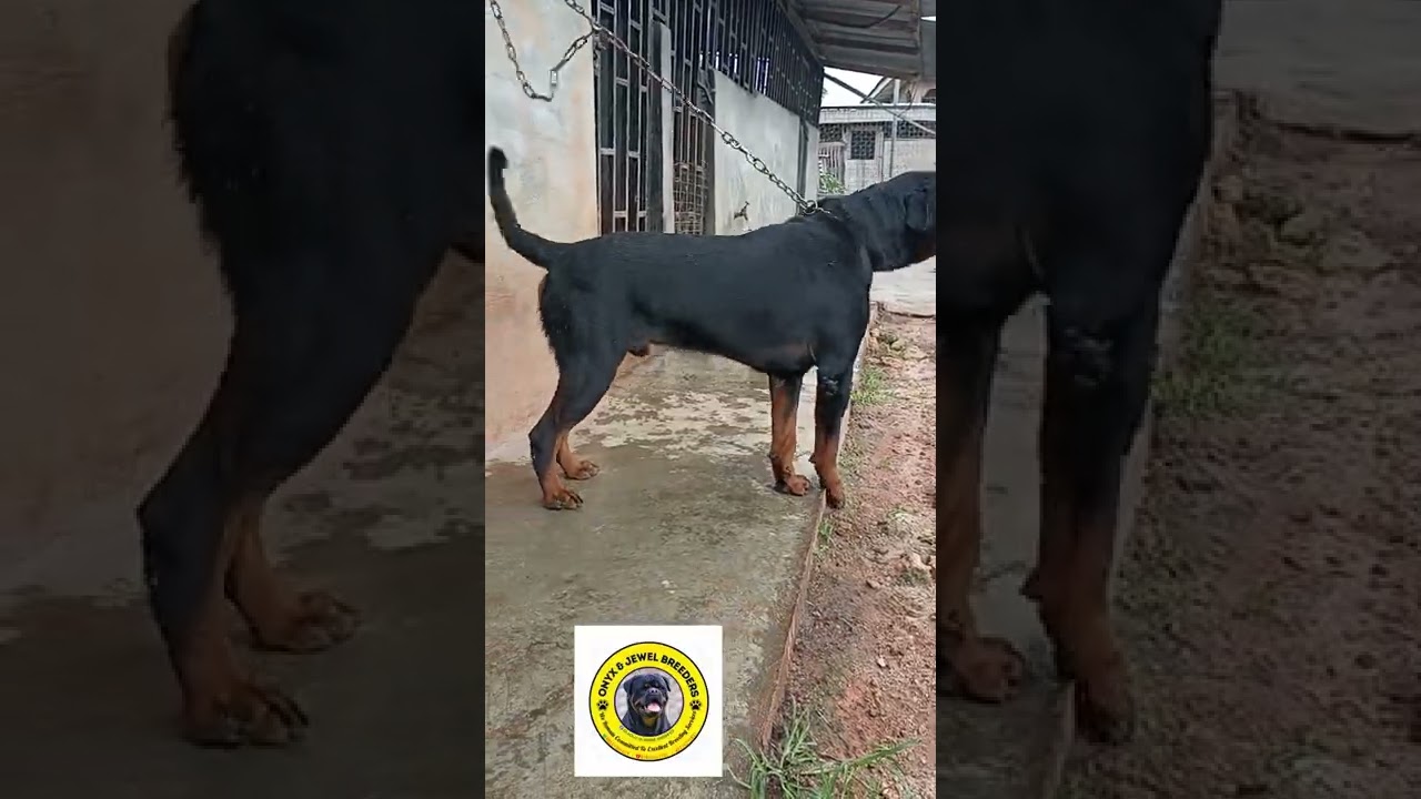 Play time with Yankee. Beauty of a good kennel assistant who understudies the breeder