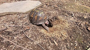 Eastern Box Turtle Laying Eggs