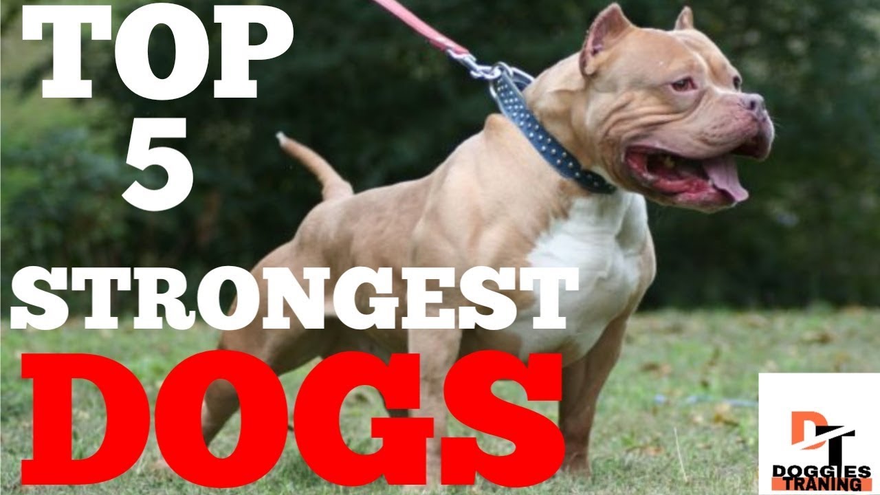 TOP 5 STRONGEST DOGS DOGGIES TRAINING YouTube