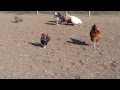 29 oz Rooster and 6 month old fight to be boss