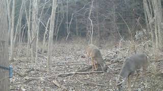 Two adult 8 pointers
