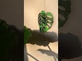 Catching the sun trough my suncatcher ✨ #stainedglass #suncatchers #handmade #monstera #plants