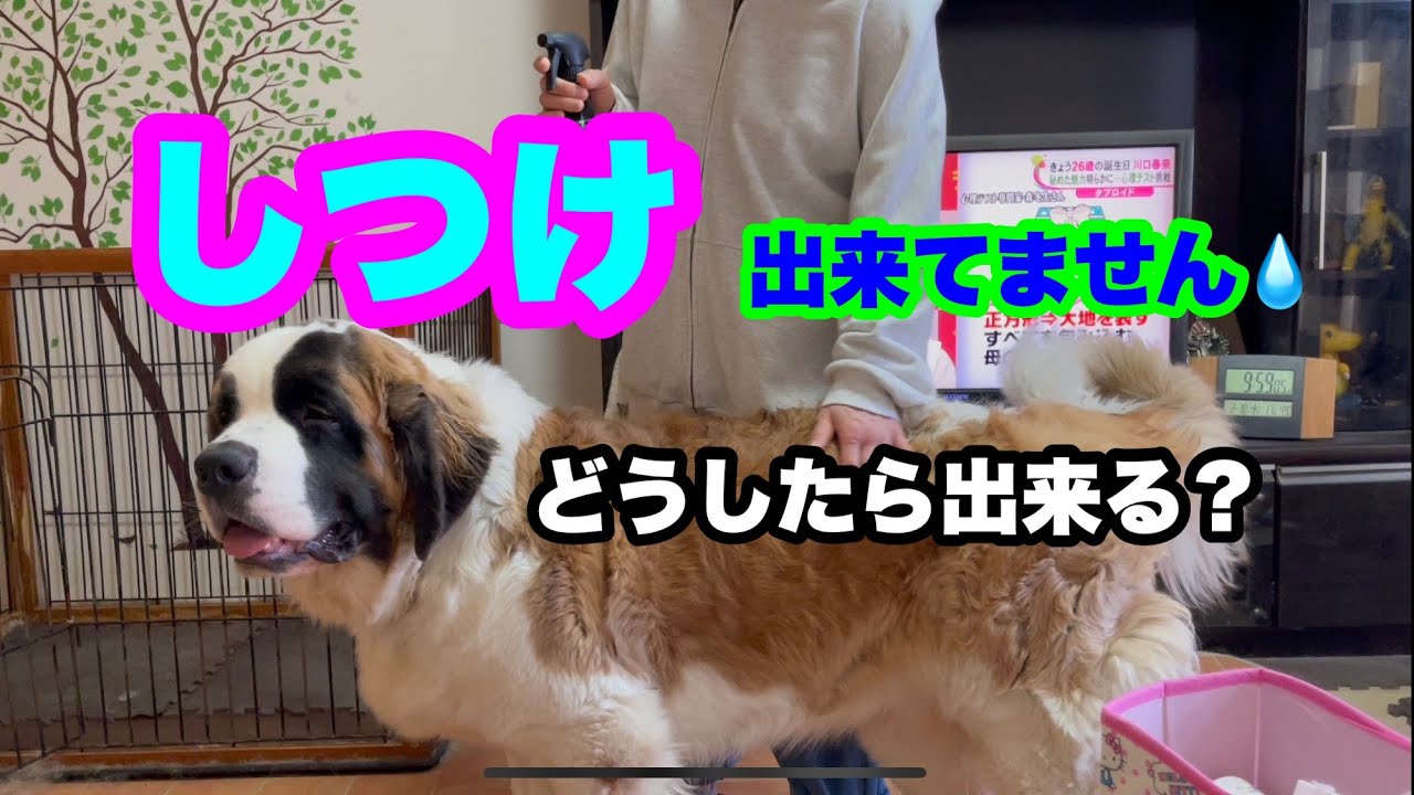 しつけが出来ていない 超大型犬 Youtube