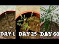 Right way to grow curry leaf plant from cuttings in novemberdecember with updates