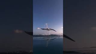 Majestic MANTA RAY jumps from the SEA! 🌊😲
