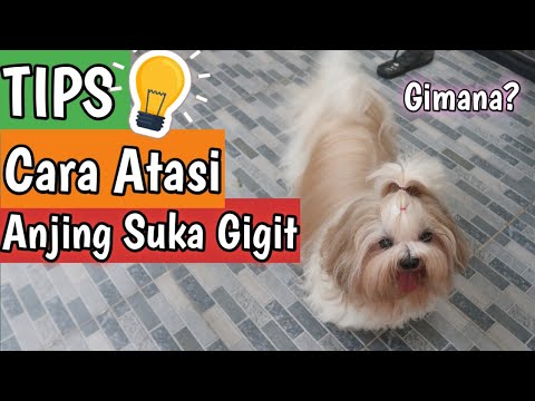 Video: 10 Cara Cara Menghilangkan Sakit Bersama Shih Tzu Anda