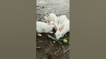 Cute Little Rabbit 🐇😘 Loves to Laugh While Being Petted #cuterabbit #aigenerated  #cutepet