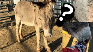 How Much Food Do Donkeys REALLY Need?