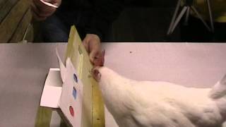 Match to sample - Chicken training