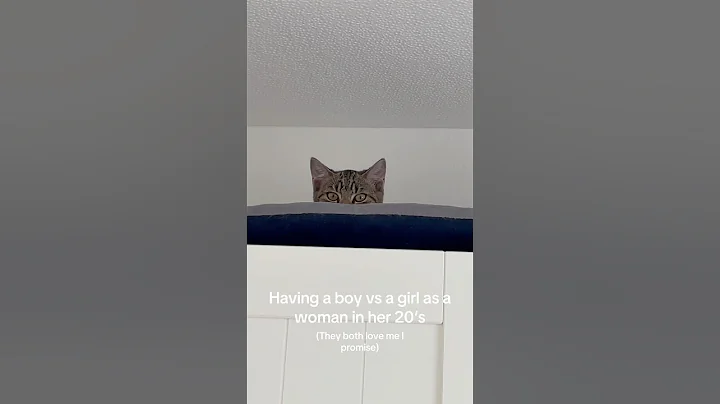 Watch the video about Boy cat vs Girl cat
