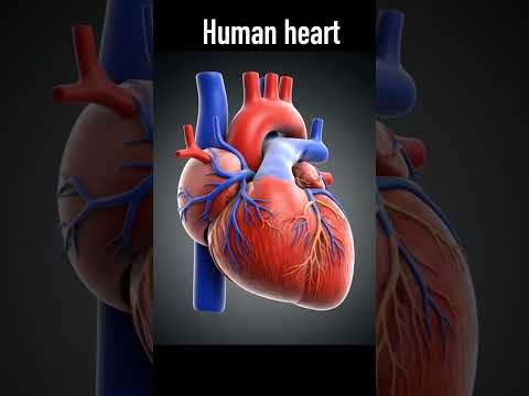 Human Heart in 3D 🔥 | Medical Animation #shorts