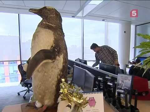 Компьютерный антивирус ( Лаборатория Касперского)