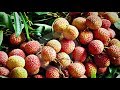 Sour litchi  lychee is being sold before it is ripe  juicy litchis  somoy tv