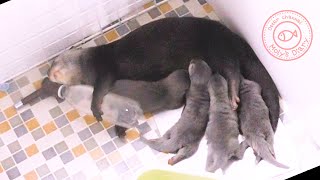 カワウソ赤ちゃん、ママと穏やかな一日 Moly family calm day【baby otter】 by カワウソ-Otter channel 1,239 views 2 years ago 4 minutes, 4 seconds
