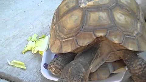 Guinea Pig and Tortoise Share Lettuce