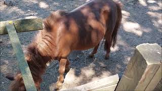 Horse Snorting Sound | Realistic Equine Breathing Audio