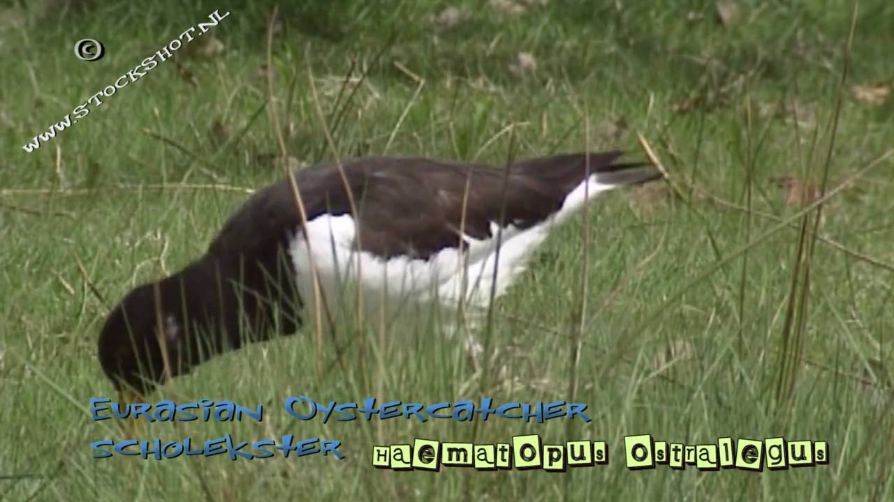 Eurasian Oystercatcher - scholekster - Haematopus ostralegus 