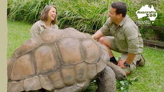 Spend some time with our cheeky giant tortoise | Australia Zoo Life