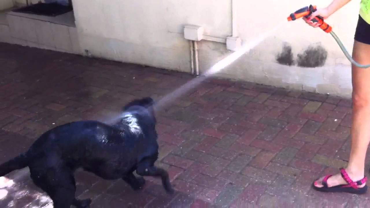 Dog VS Hose