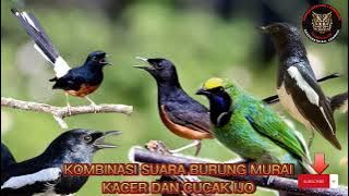 🔴KOMBINASI SUARA BURUNG MURAI BATU KACER DAN CUCAK HIJAU Gacor‼️