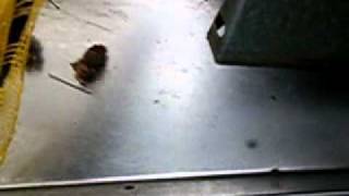 machine hazel picking 1.MP4
