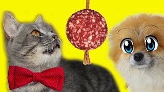 ЧТО БУДЕТ ЕСЛИ забыть покормить кота и собаку? Кот Макс против. ЧТО БУДЕТ ЕСЛИ забыть покормить кота и собаку? Кот Макс против.