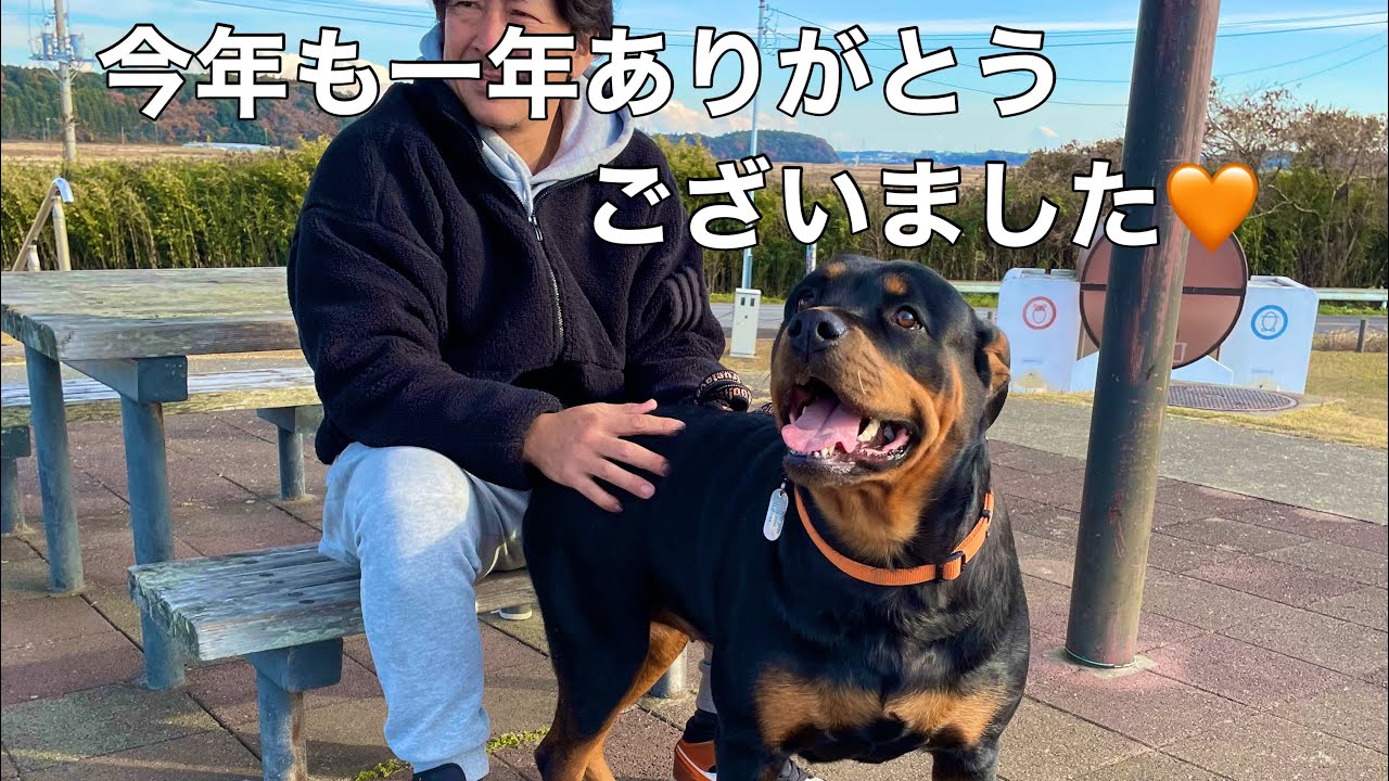 ロットワイラーはとても愛情深くて飼いやすい犬種です - YouTube