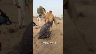 kya Kisi Ne yah Dekha Hai comment Mein batao 🏜️🐪