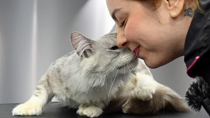 Watch the video about I Wasn't Ready For How Sweet This Rescue Maine Coon Was 🥹❤️