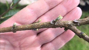 Pineapple guava / feijoa, this video is for growers terrified to cut their plants back hard 😁