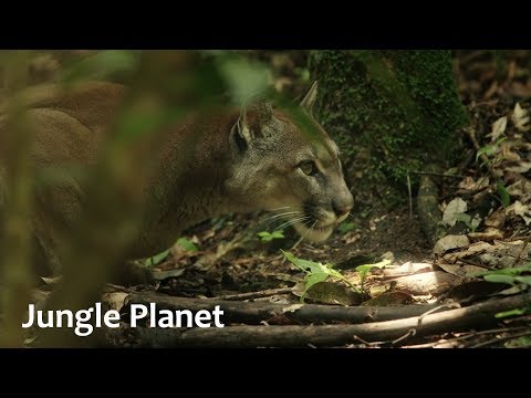 Видео: Мир джунглей. 1-5 серии подряд
